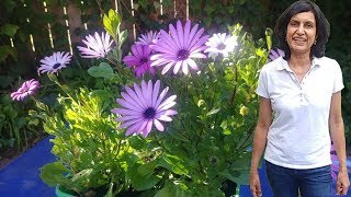 How to Propagate African Daisies with actual results [upl. by Mehala339]