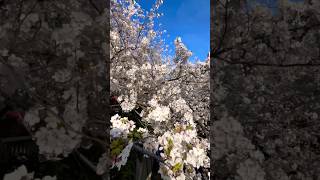 The BEST Sakura Viewing Spot in Tokyo Kanda River near Waseda University [upl. by Rodolphe]