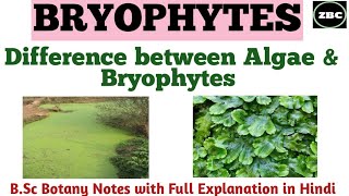 BRYOPHYTES Difference between Algae amp Bryophytes  Bsc botany Notes with Full Explanation ZBC [upl. by Annhej]