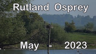 Rutland Ospreys  May 2023 [upl. by Lund]