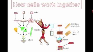 How Cells Work Together Grade 7 [upl. by Felice363]