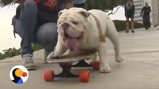 Skateboarding Bulldog Holds World Record  The Dodo [upl. by Talya]