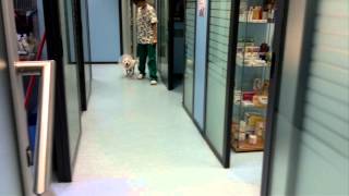 Cane con dermatite atopica  Clinica Veterinaria Cinisello Balsamo [upl. by Eltrym]