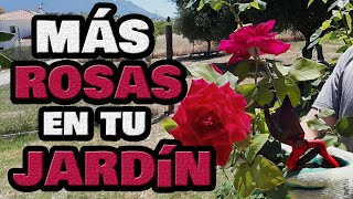 Cómo cuidar LOS ROSALES 🌹 Cultivo de Rosas de Jardín  Abonado e Insecticidas Caseros para Plagas [upl. by Meadow]