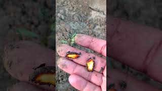 Growing Pistachio Fresh Seed shorts garden trending shortvideo seeds grow dryfruits 4k [upl. by Eyot105]