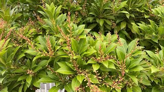 Tree Formed Pieris Japonica Spring amp Fall 4K  September 17 2024 [upl. by Imeaj]