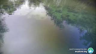 Homosassa Springs Above Water [upl. by Nawed]