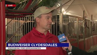 How do the Budweiser Clydesdales prepare for a parade [upl. by Radloff]