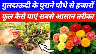 गुलदाऊदी के पुराने पौधे से हजारों फूल पाने का तरीका  Guldaudi plant repotting  Chrysanthemum plant [upl. by Jeniece525]