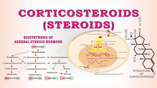 Steroids  Corticosteroids  classification of steroids [upl. by Keryt643]