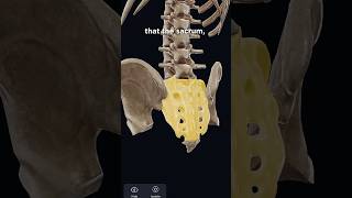 Sacrum bone anatomy  VOKA Anatomy Pro [upl. by Urd]