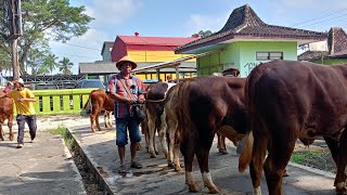 UPDATE HARGA TERBARU PEDET SAPI SUPER Pak Wahid Pasar Sapi Grabag MAGELANG [upl. by Akinihs]