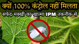 Whitefly Control  सफेद मक्खी का जैविक और रासायनिक कंट्रोल  by PC Verma [upl. by Chance858]