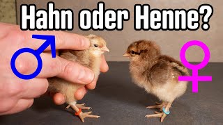 Küken HAHN vs HENNE beim Bielefelder Kennhuhn treffsicher erkennen [upl. by Isiahi259]