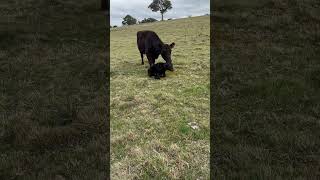 Very special to witness the birth of a new calve live regenerativefarming cattle angus farm [upl. by Adelheid]