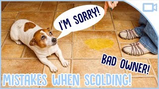 Common Mistakes When Scolding Your Dog [upl. by Blatt]