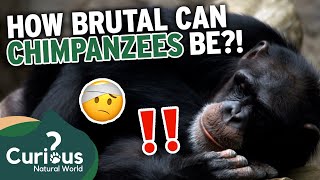 What Makes A Chimpanzee a DANGEROUS Pet 🐒  Predator Pets  Curious Natural World [upl. by Hrutkay]