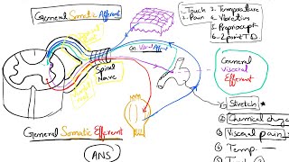 Nerve Fibers Classification Part 2 Spinal Nerves and Cranial Nerves 16 [upl. by Weide637]