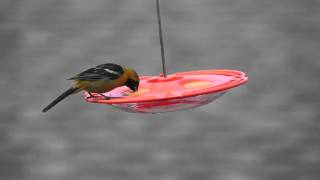 PerkyPet® Tray Oriole Feeder [upl. by Theobald]