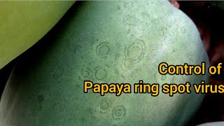 Papaya Ring Spot Virus [upl. by Bbor977]