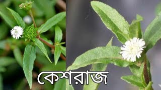 কেশরাজ গাছের গুনাগুন।False Daisy  Eclipta Alba [upl. by Feld]