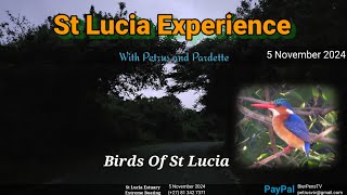 St Lucia Experience  5 November 2024 [upl. by Mukund771]