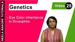 Genetics  Principles of Inheritance amp Variations  NEET  Eye colour inheritance in Drosophila [upl. by Ranjiv]