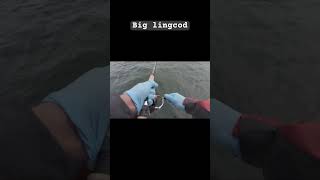 Fishing at Westport WA fishing pnw fish lingcod washington [upl. by Beckett248]