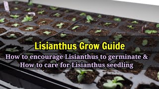 Growing LISIANTHUS from seeds to seedling grow guide [upl. by Annayehc622]