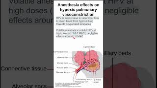 Anesthesia effects on hypoxic pulmonary vasoconstriction [upl. by Anaya257]