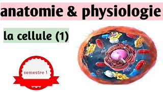 quotcours S1  Anatomie amp physiologiequot la cellule 1 [upl. by Bronez241]