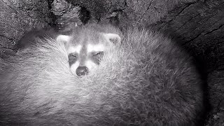 Raccoon family in the hollow log den [upl. by Yazbak]