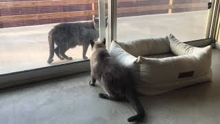 Fear or Curiosity Indoor Cat vs Stray Cat A Surprising Encounter [upl. by Ellenahc]