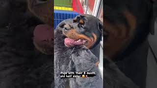 Family Rottweiler Time ❤️😍 [upl. by Rock]