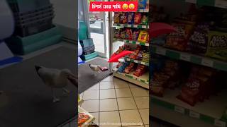 See how intelligent seagulls are 😱😱 intelligent seagull [upl. by Folsom978]