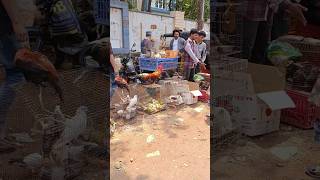 I visited Sunday pet market in Lucknow  kabutar  pigeon pets bird shorts ytshorts [upl. by Ifok942]