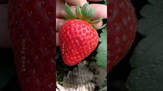 How to Grow Strawberry Plants at Home 🍓 plants farming shorts [upl. by Yebloc315]