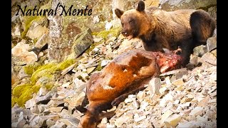 OSO CANTÁBRICO COMIENDO CIERVA Bear Feeding on Deer [upl. by Tnert]