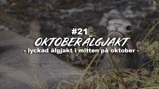 Lyckad älgjakt i oktober med PN Jakt [upl. by Hillel]