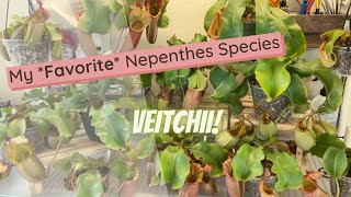 Nepenthes Veitchii Spotlight [upl. by Amitak]