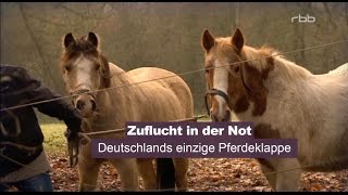 Tier zuliebe  Die Reportage  Zuflucht in der Not  Deutschlands einzige Pferdeklappe [upl. by Solram]