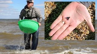 How to find fossils  Fossil hunting for shark teeth at Westmoreland State Park [upl. by Ainad]