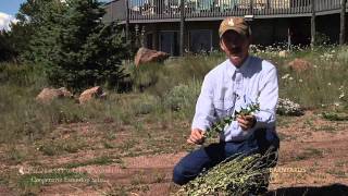 Weed Control amp Prioritization  Barnyards amp Backyards [upl. by Acim694]