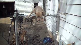 Pitbull Jumps 5Foot Fence [upl. by Jordan]