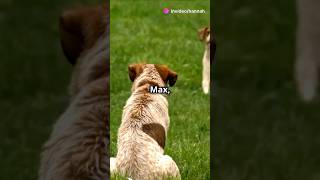 Luna And Max Dog Cat pets love invideoai [upl. by Namso356]