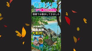 【奄美大島】人よりヤドカリのほうがたくさんいた、国直海岸の散歩 島暮らしの風景癒し [upl. by Fahy]