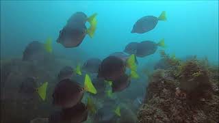 Cabo Corridor Diving August 29 2024 [upl. by Llywellyn363]