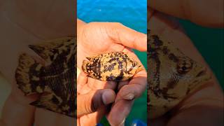 Tripletail Lobotes surinamensis🐟😱🐟Tripletailfishingkorea amazingnature viral sea swimming [upl. by Louie]