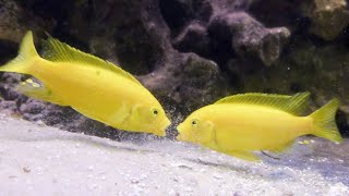 African Cichlid Fight  Aggressive Malawi Mbuna Face Off [upl. by Naaman830]