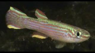 Red Striped Killifish Aphyosemion Striatum for sale at Tyne Valley Aquatics [upl. by Harak]